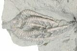 Fossil Crinoid Plate (Four Species) - Crawfordsville, Indiana #197538-3